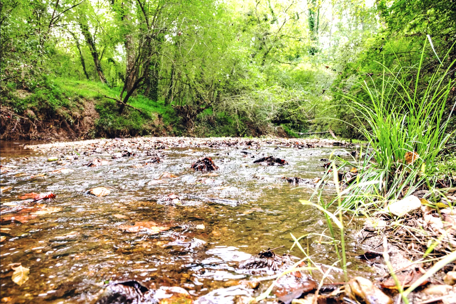 Shallow rocky creek flowing through lush green forest